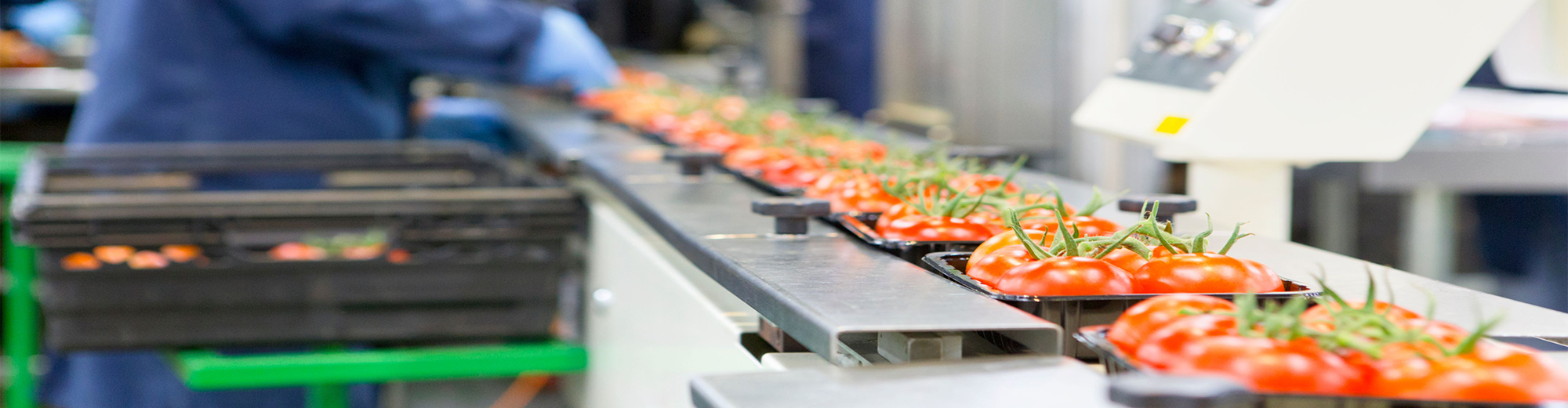 The inside of a food production facility with a line of fresh tomatoes in the foreground.